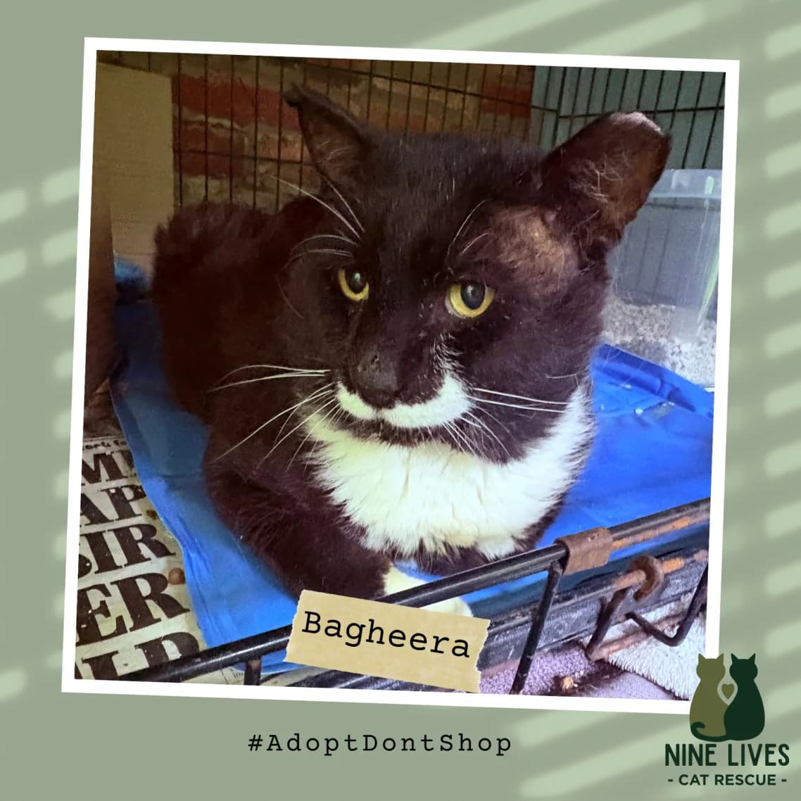 Bagheera, male 5yo Mixed Breed for adoption at Nine Lives Cat Rescue