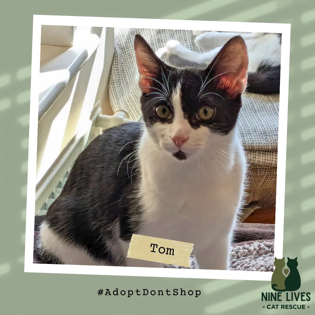 Tiggy-and-tom, male puppy Mixed Breed for adoption at Nine Lives Cat Rescue