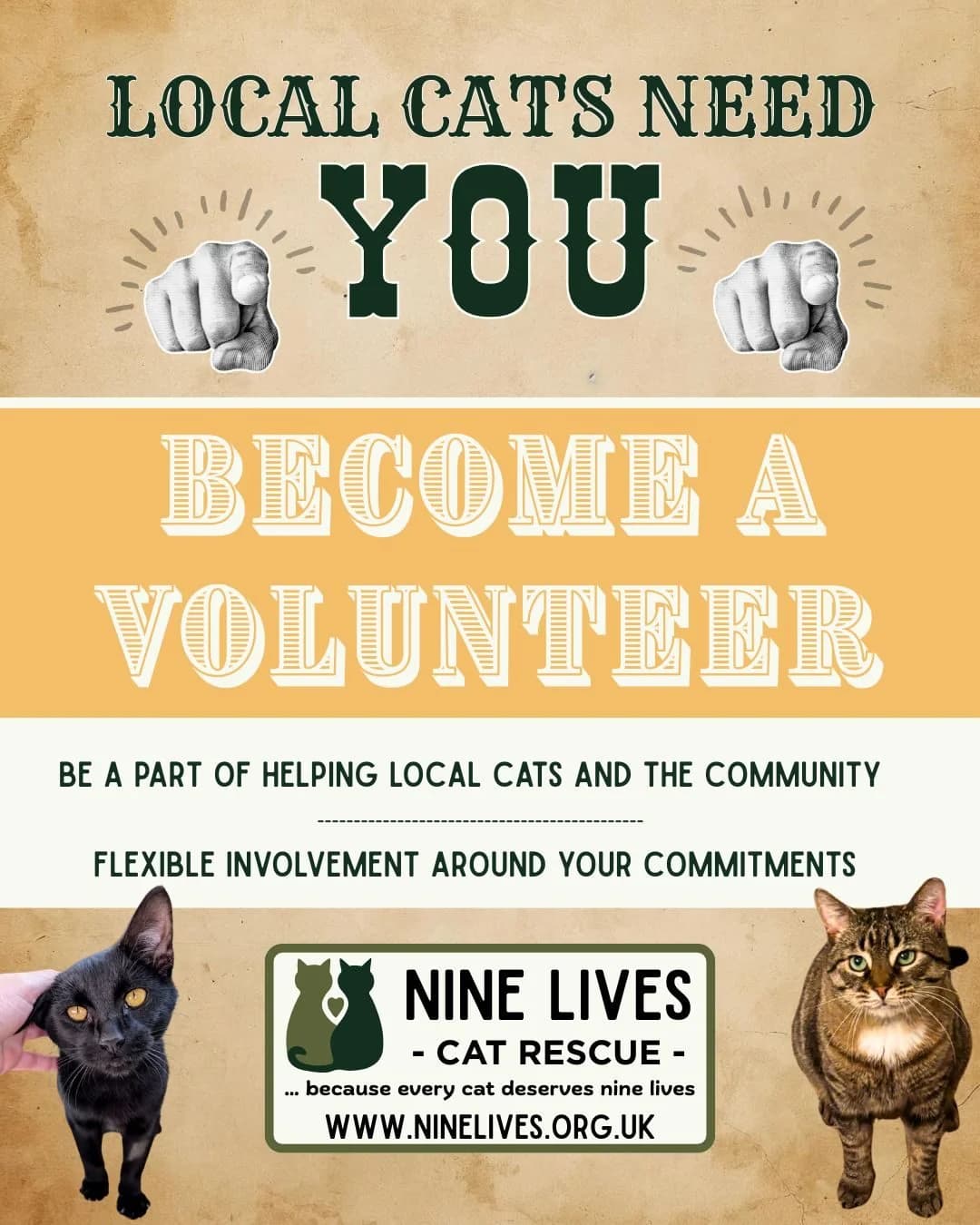 Volunteer, Mixed Breed for adoption at Nine Lives Cat Rescue