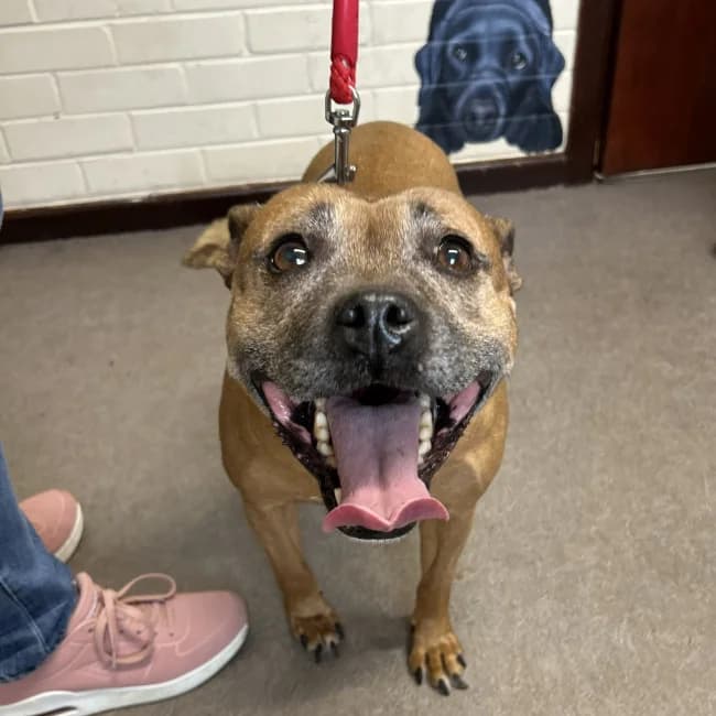 SKY, female Mixed Breed for adoption at Northern Ireland Staffordshire Bull Terrier Rescue