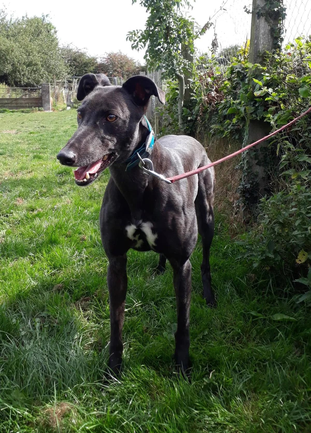 Taylor ( Swift ), female 5yo Greyhound for adoption at Norfolk Greyhound Rescue