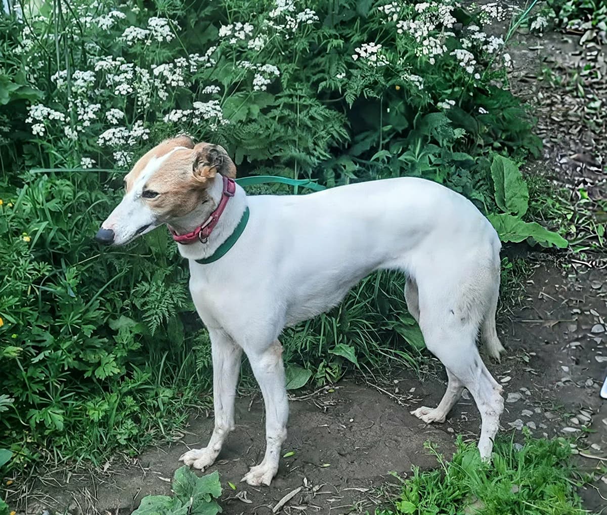 Olive, female puppy Greyhound for adoption at Norfolk Greyhound Rescue