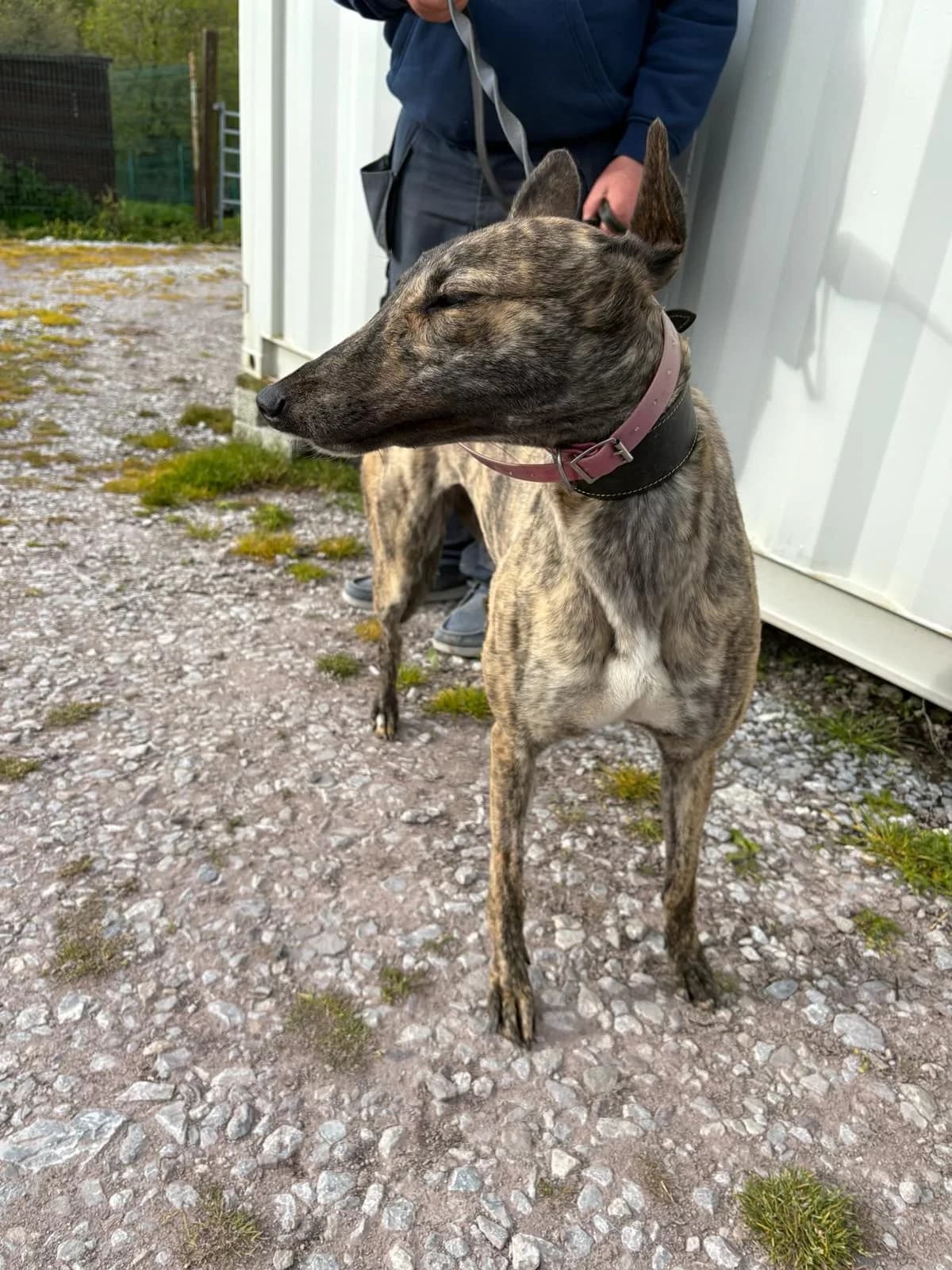 Rachel, female young Greyhound for adoption at Norfolk Greyhound Rescue