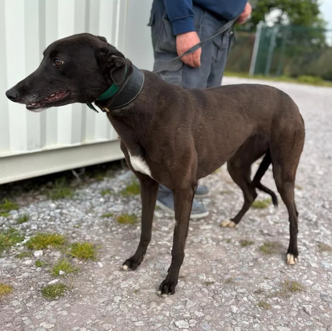 Marie, female young Greyhound for adoption at Norfolk Greyhound Rescue