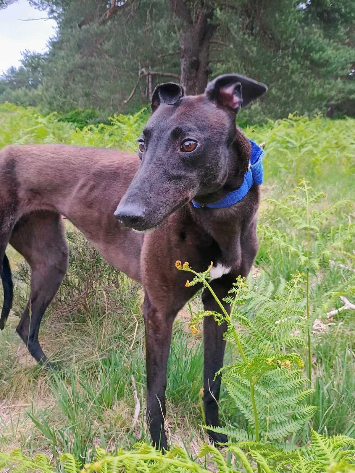 JoJo in foster at Camberley. Great with other dogs, female 3yo Greyhound for adoption at Norfolk Greyhound Rescue