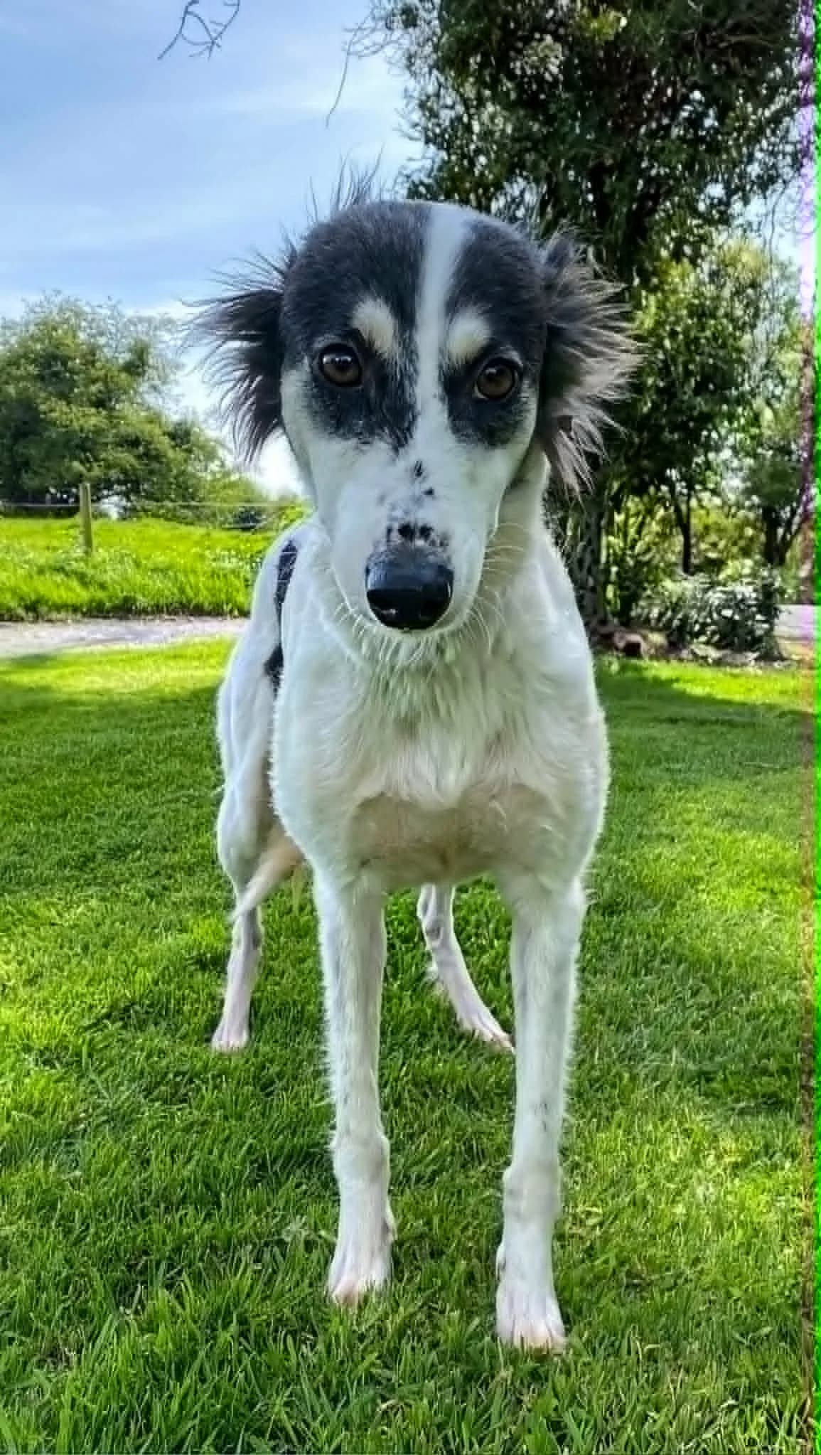 Margo, female young Saluki for adoption at Norfolk Greyhound Rescue