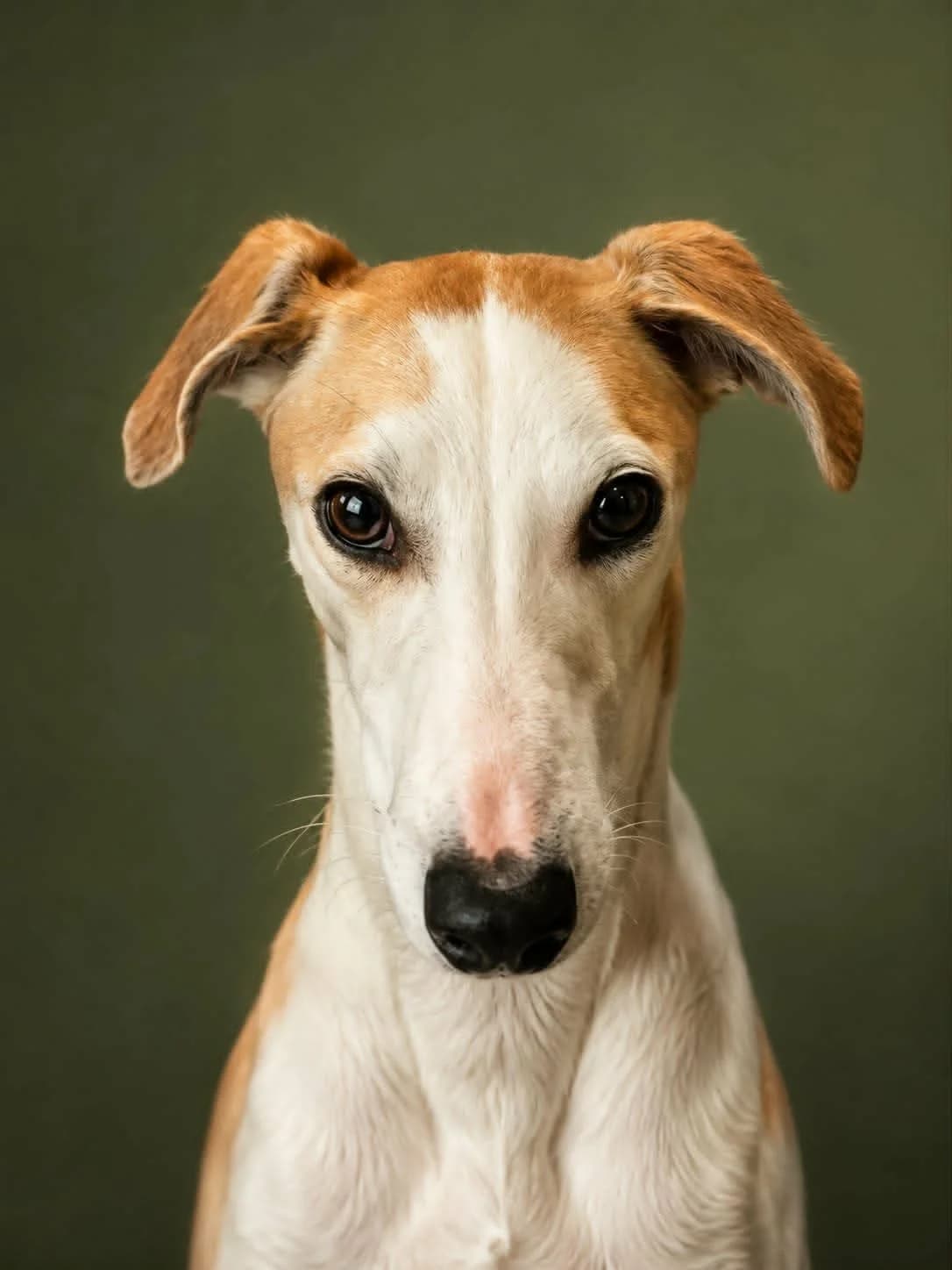 Cassie, female young Greyhound for adoption at Norfolk Greyhound Rescue