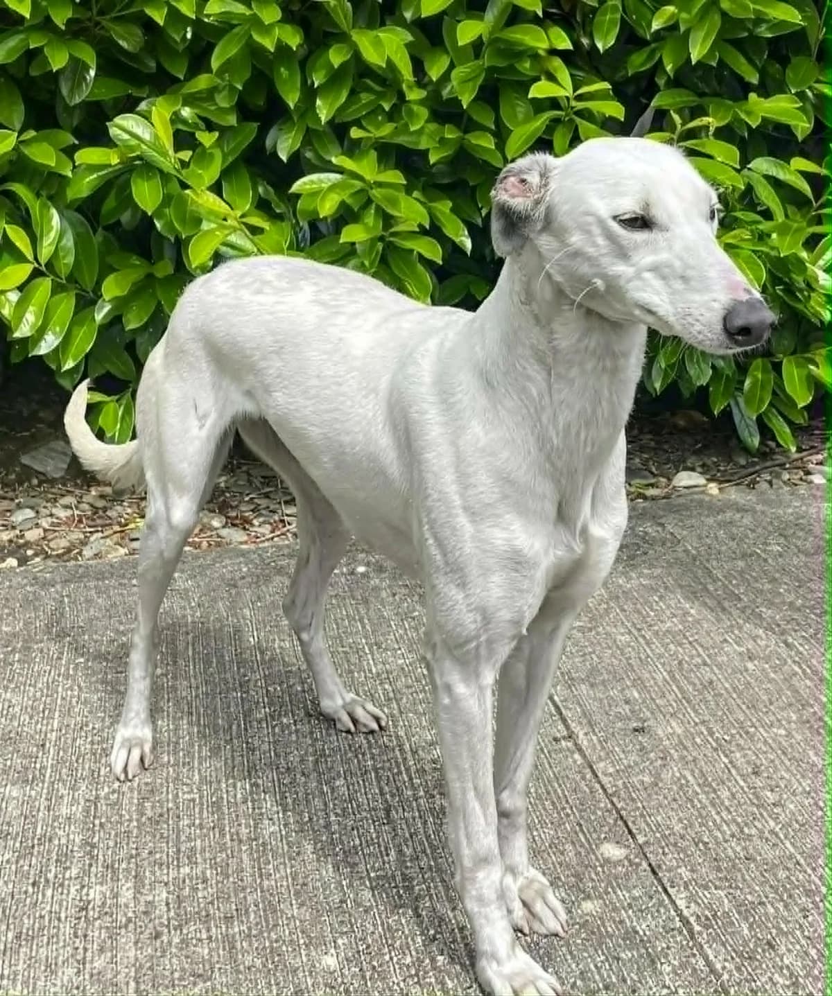 Reece, female young Lurcher for adoption at Norfolk Greyhound Rescue