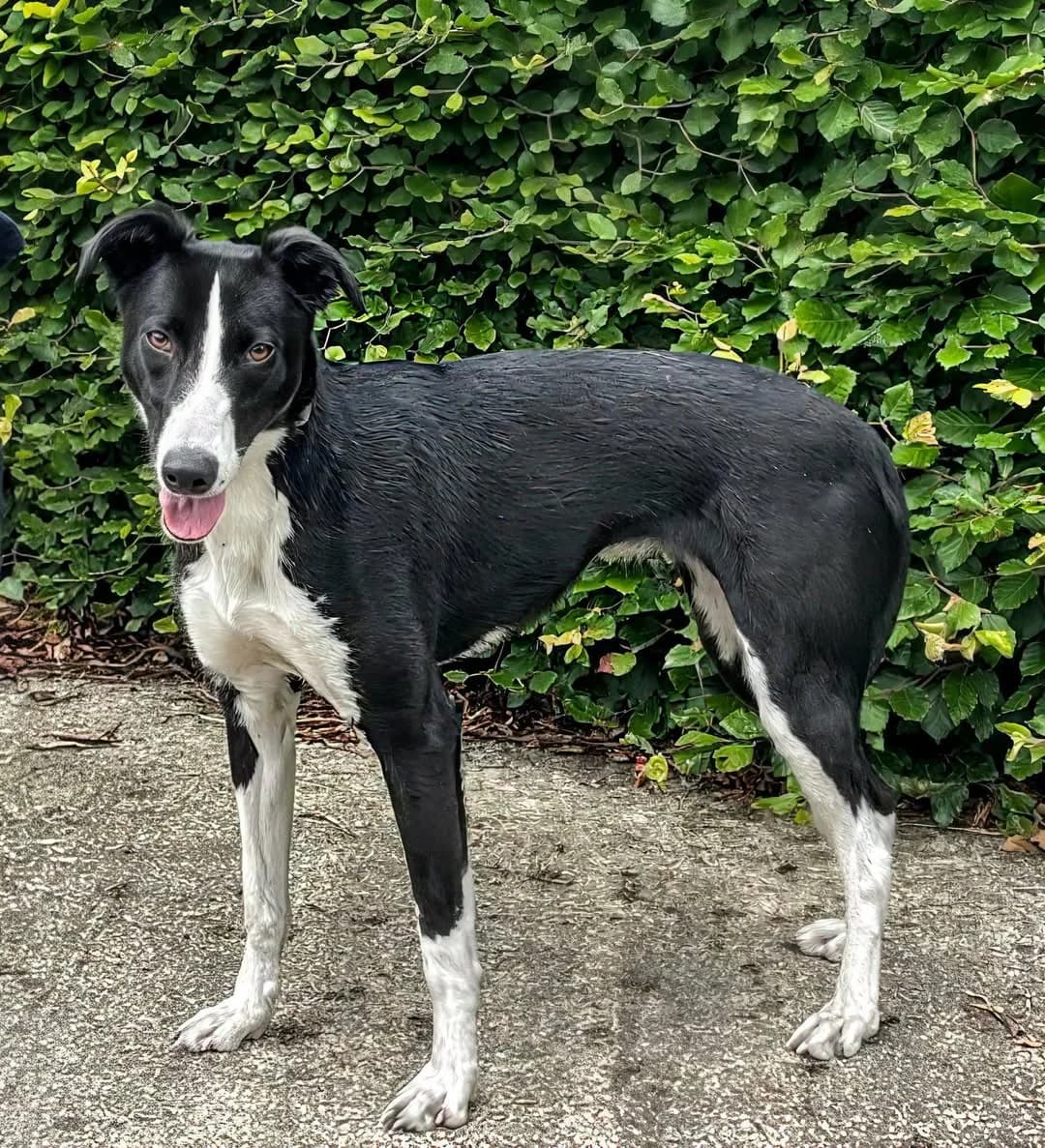 Domino female lurcher, female young Lurcher for adoption at Norfolk Greyhound Rescue