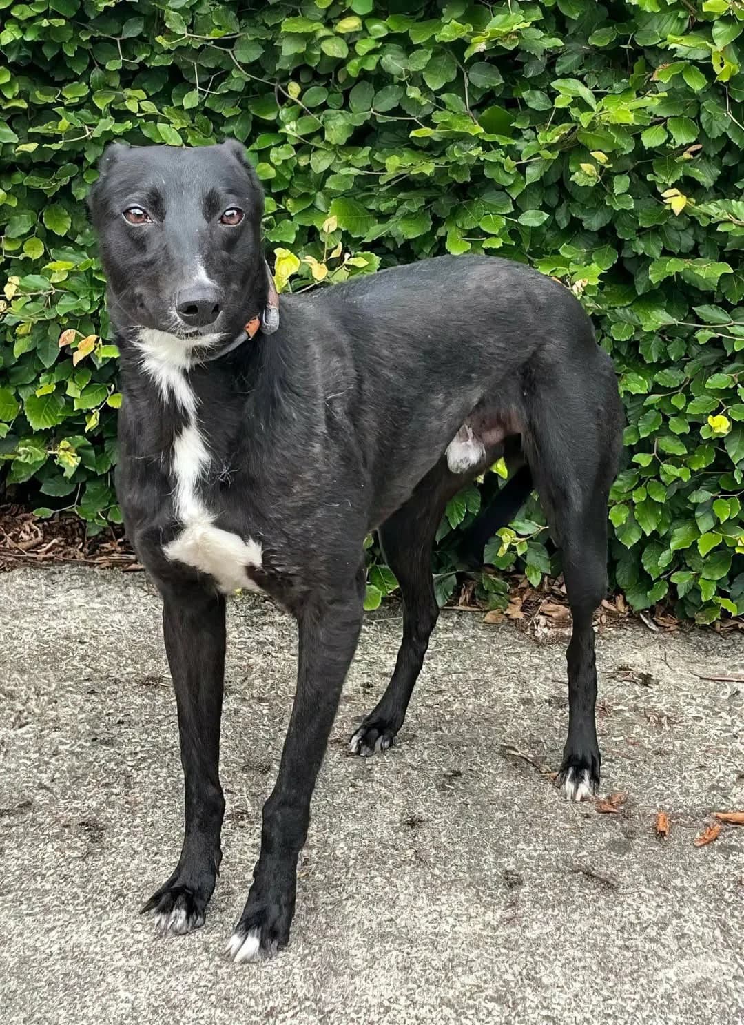 Chas, male young Lurcher for adoption at Norfolk Greyhound Rescue