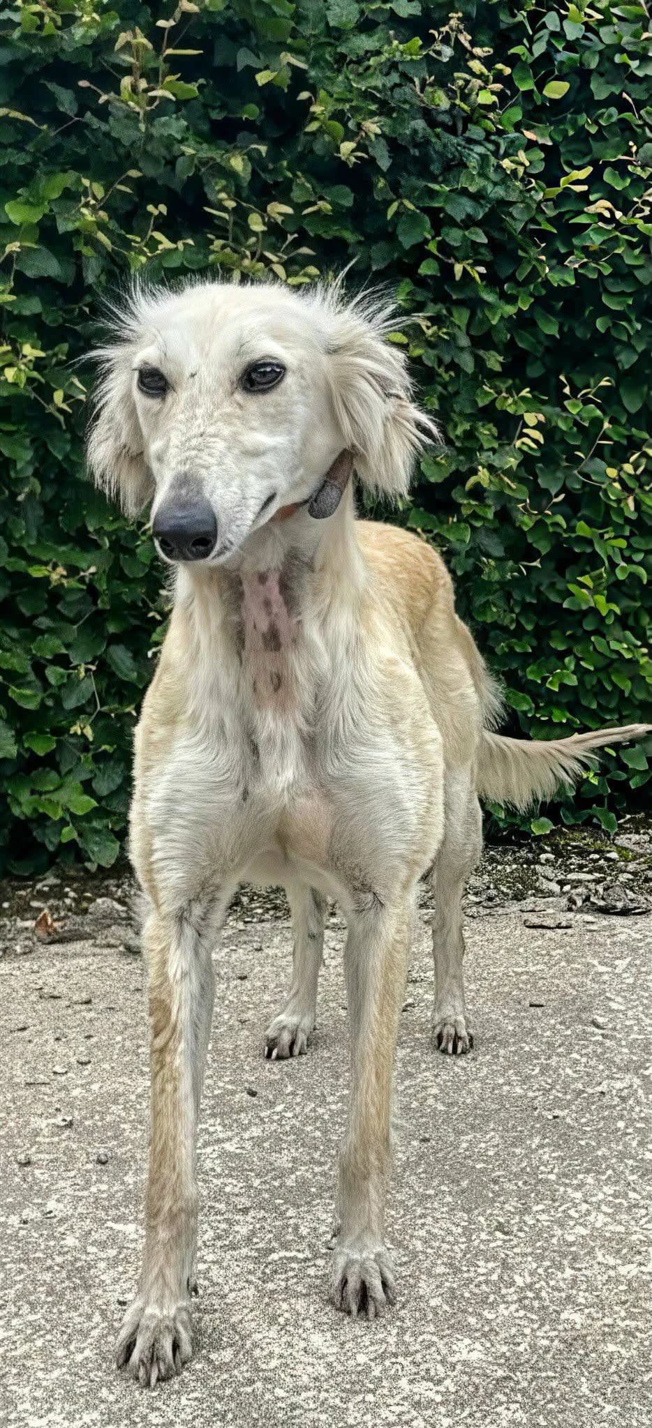 Nessy, female 5yo Saluki for adoption at Norfolk Greyhound Rescue