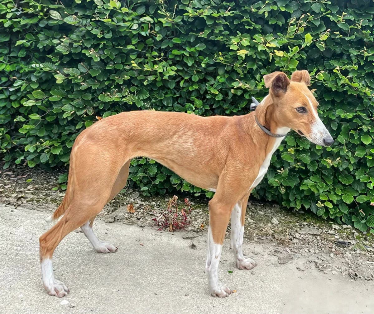 Foxy, female Lurcher for adoption at Norfolk Greyhound Rescue