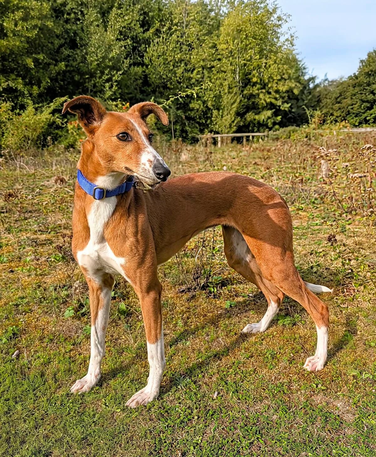Foxy, female Lurcher for adoption at Norfolk Greyhound Rescue