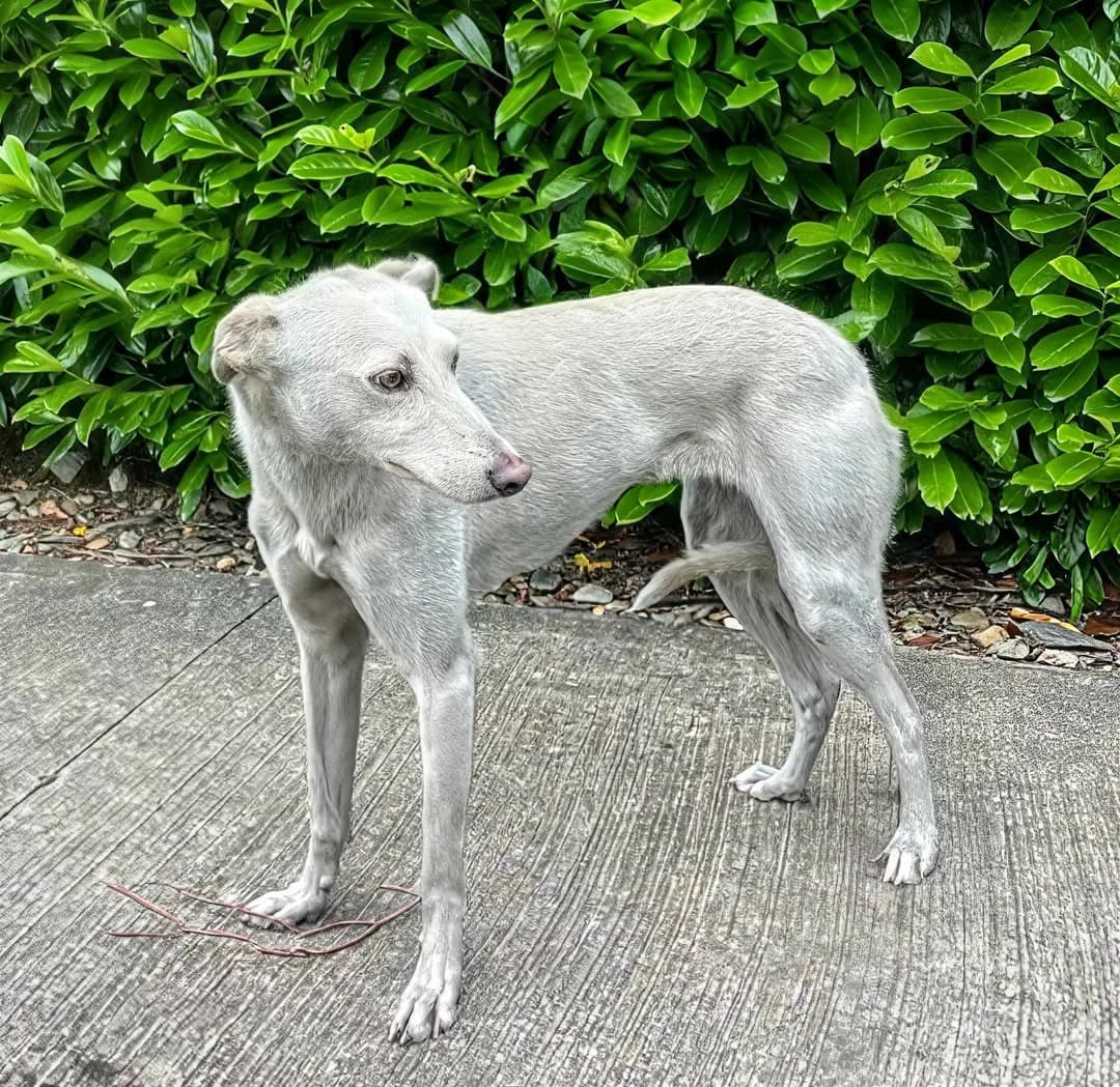 Tammy, female Lurcher for adoption at Norfolk Greyhound Rescue