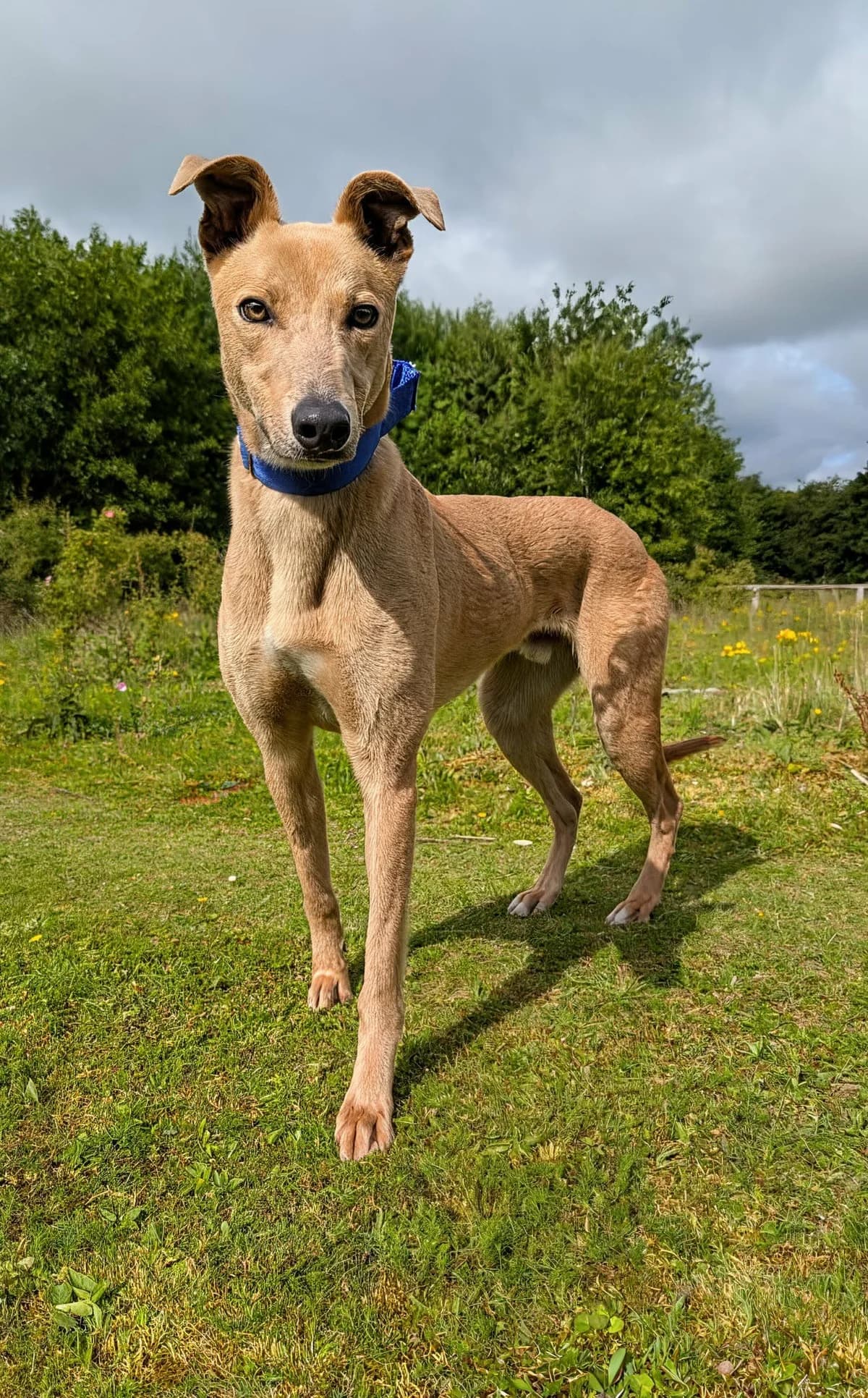 Elio, male young Lurcher for adoption at Norfolk Greyhound Rescue