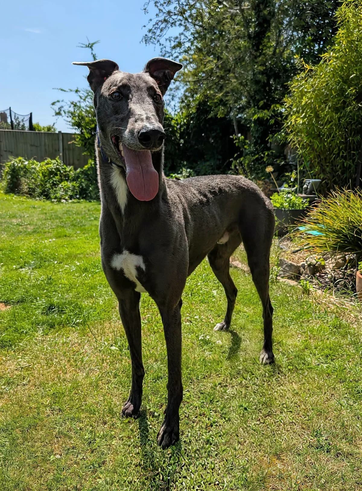 Romeo, male Greyhound for adoption at Norfolk Greyhound Rescue