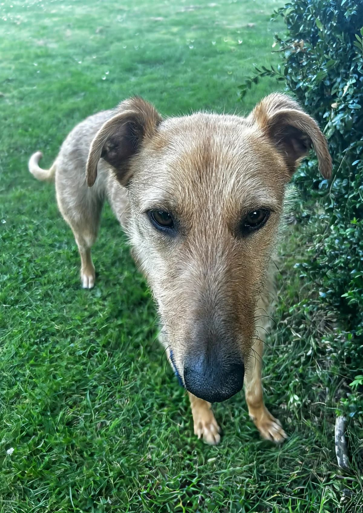 Remmy in, male Greyhound for adoption at Norfolk Greyhound Rescue