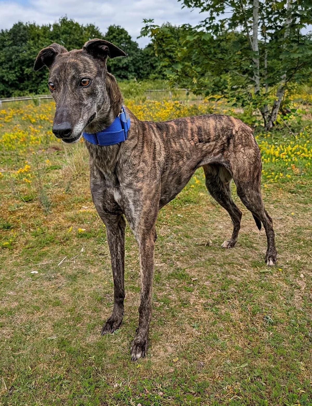 Mabel, female 4yo Greyhound for adoption at Norfolk Greyhound Rescue