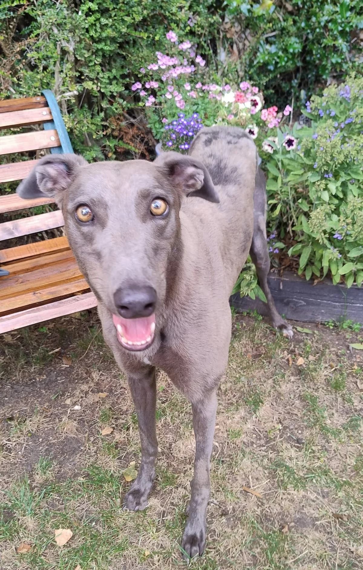 Nancy, female 3yo Greyhound for adoption at Norfolk Greyhound Rescue
