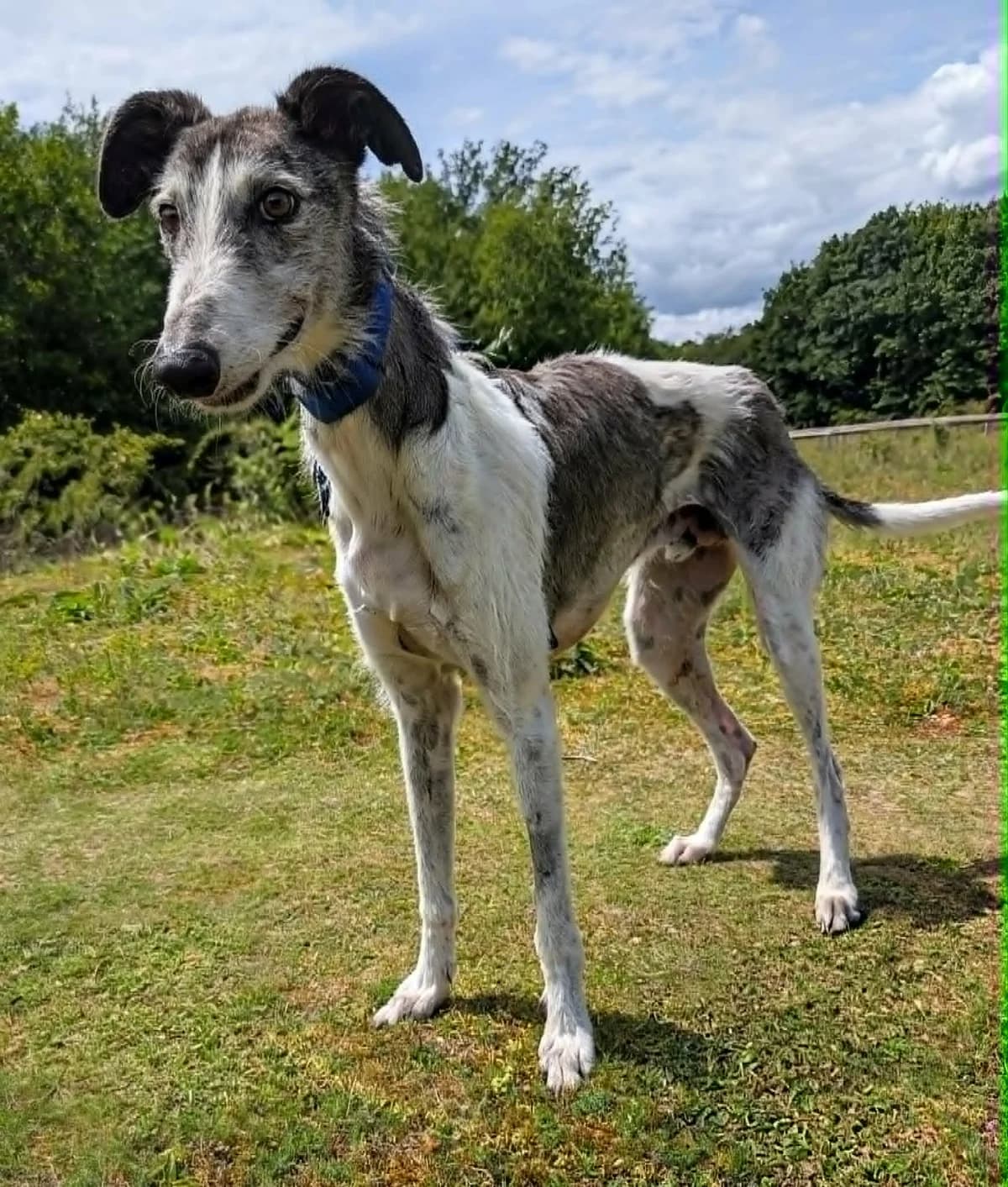 Perri, male Lurcher for adoption at Norfolk Greyhound Rescue