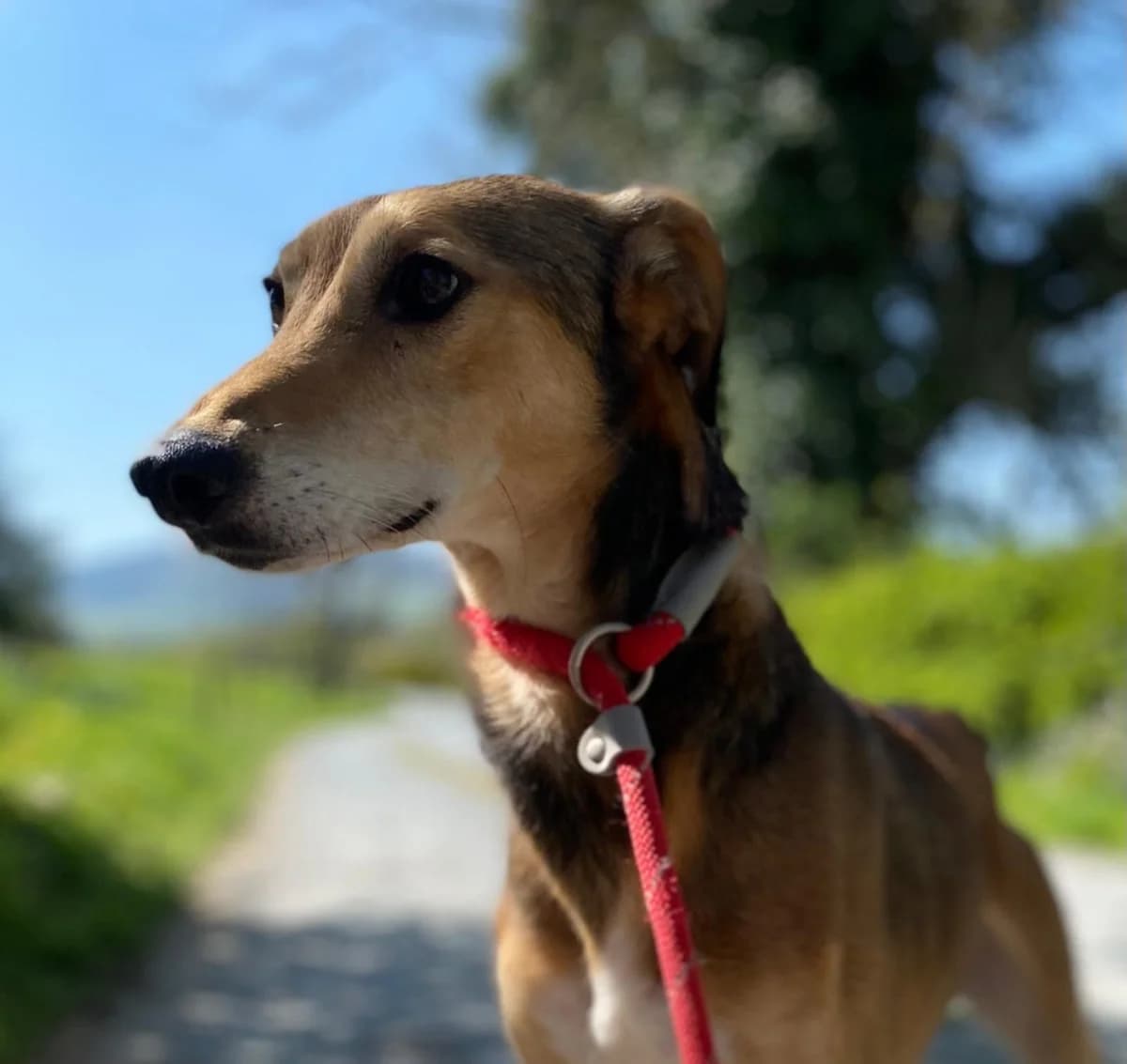 Cullen, male Greyhound for adoption at Norfolk Greyhound Rescue