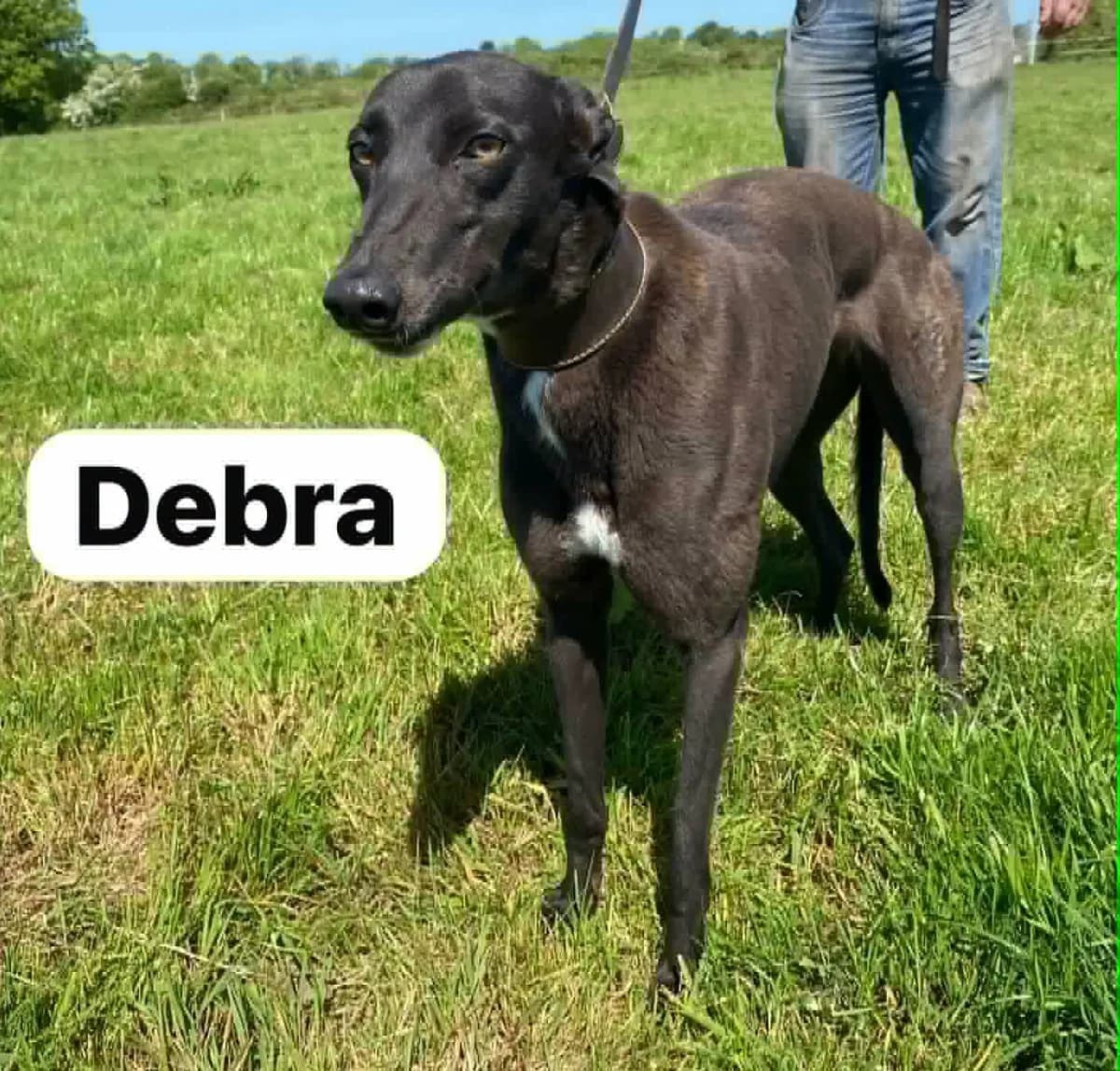 Debra, female Greyhound for adoption at Norfolk Greyhound Rescue