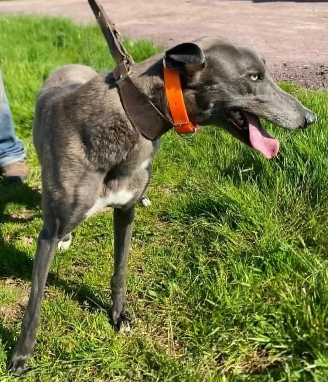 Blue non racer, female young Greyhound for adoption at Norfolk Greyhound Rescue