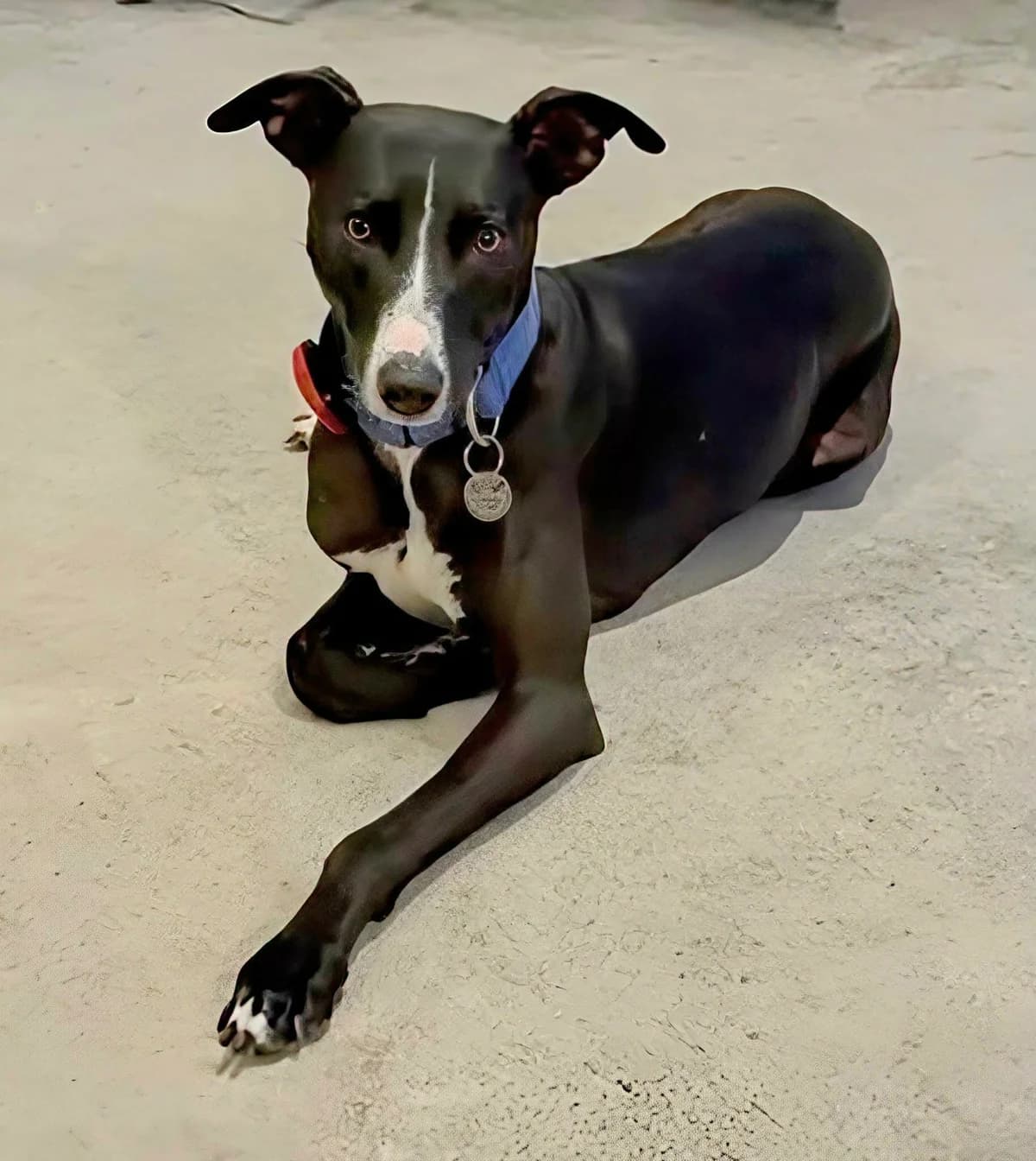 LuLu, female young Greyhound for adoption at Norfolk Greyhound Rescue