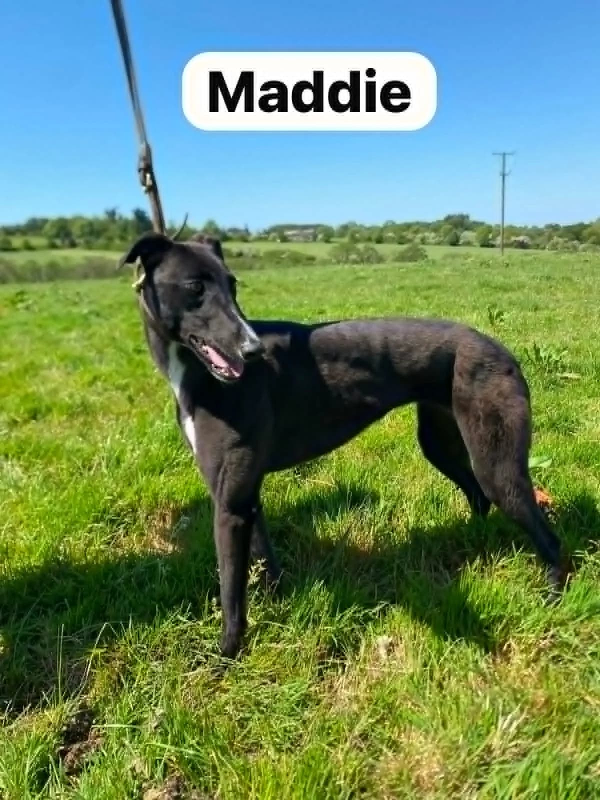 Maddie, female Greyhound for adoption at Norfolk Greyhound Rescue