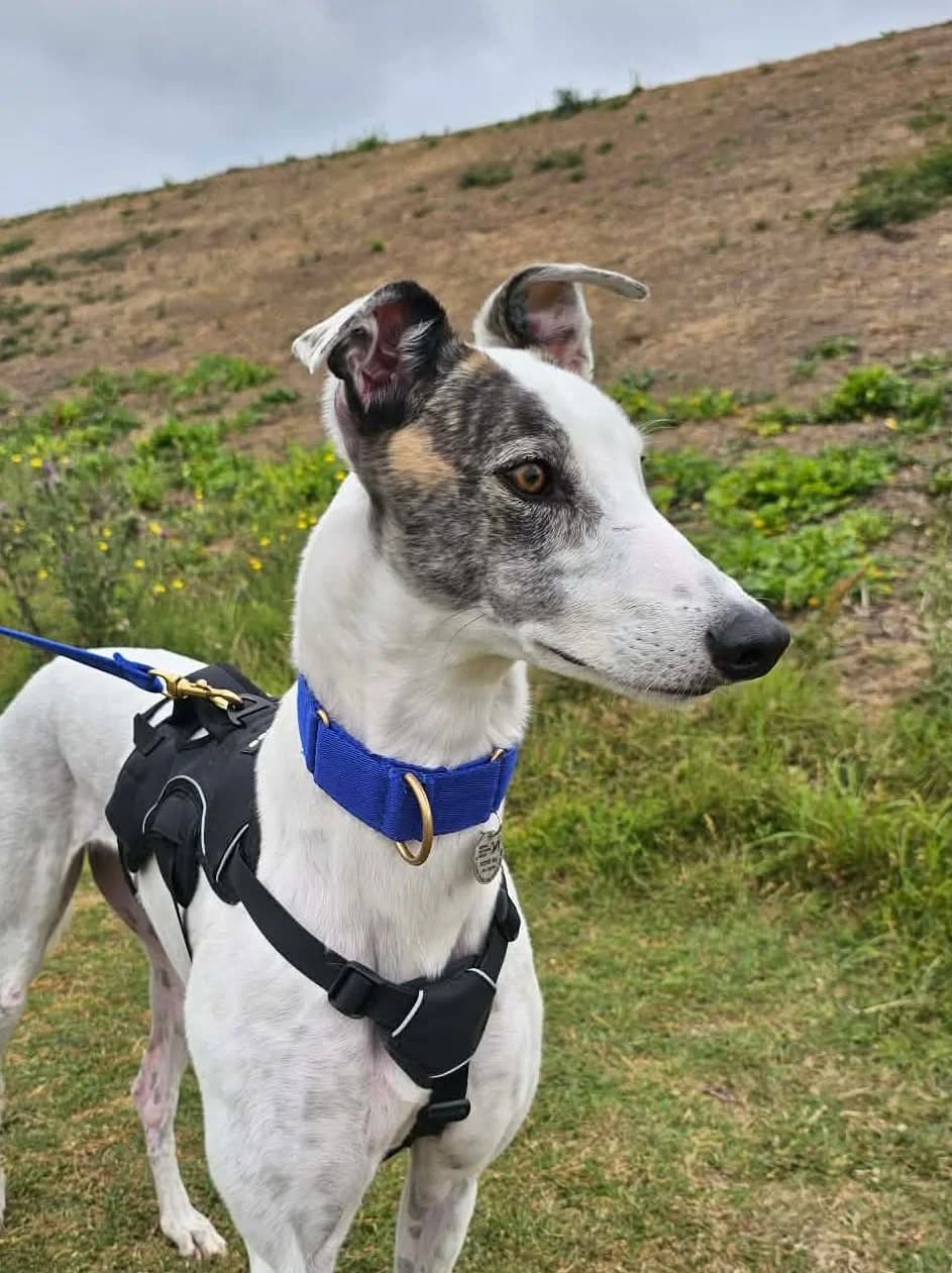 Lolly, female young Greyhound for adoption at Norfolk Greyhound Rescue