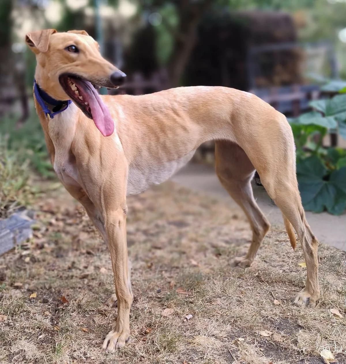 Mia in foster at Woodbridge. Good with other dogs, female young Greyhound for adoption at Norfolk Greyhound Rescue