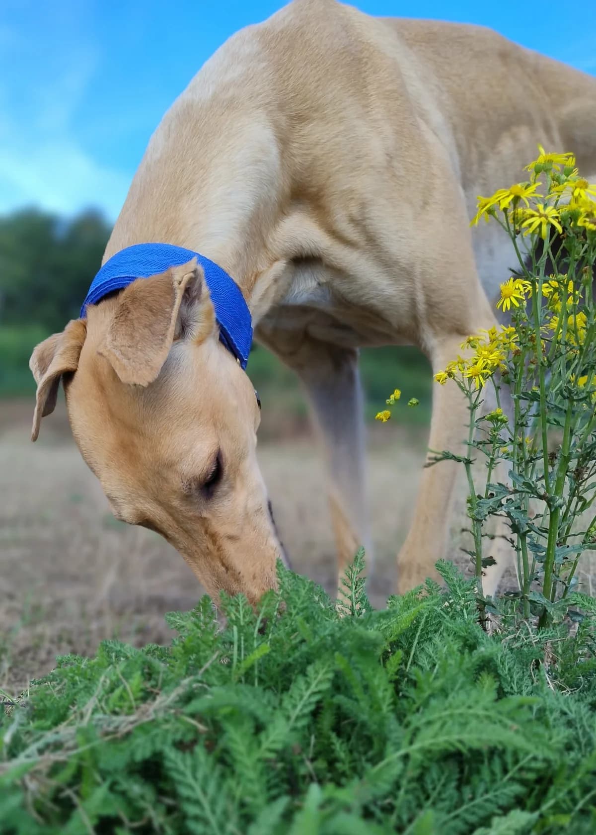 Mia in foster at Woodbridge. Good with other dogs, female 3yo Greyhound for adoption at Norfolk Greyhound Rescue