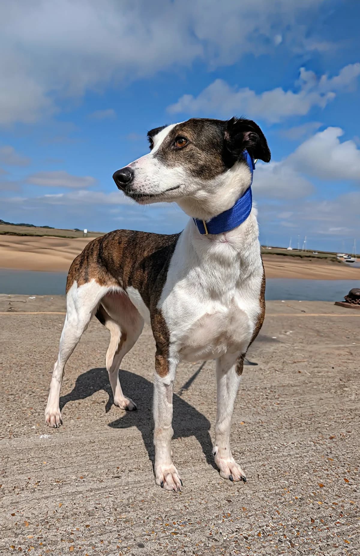 Ami, female young Lurcher for adoption at Norfolk Greyhound Rescue