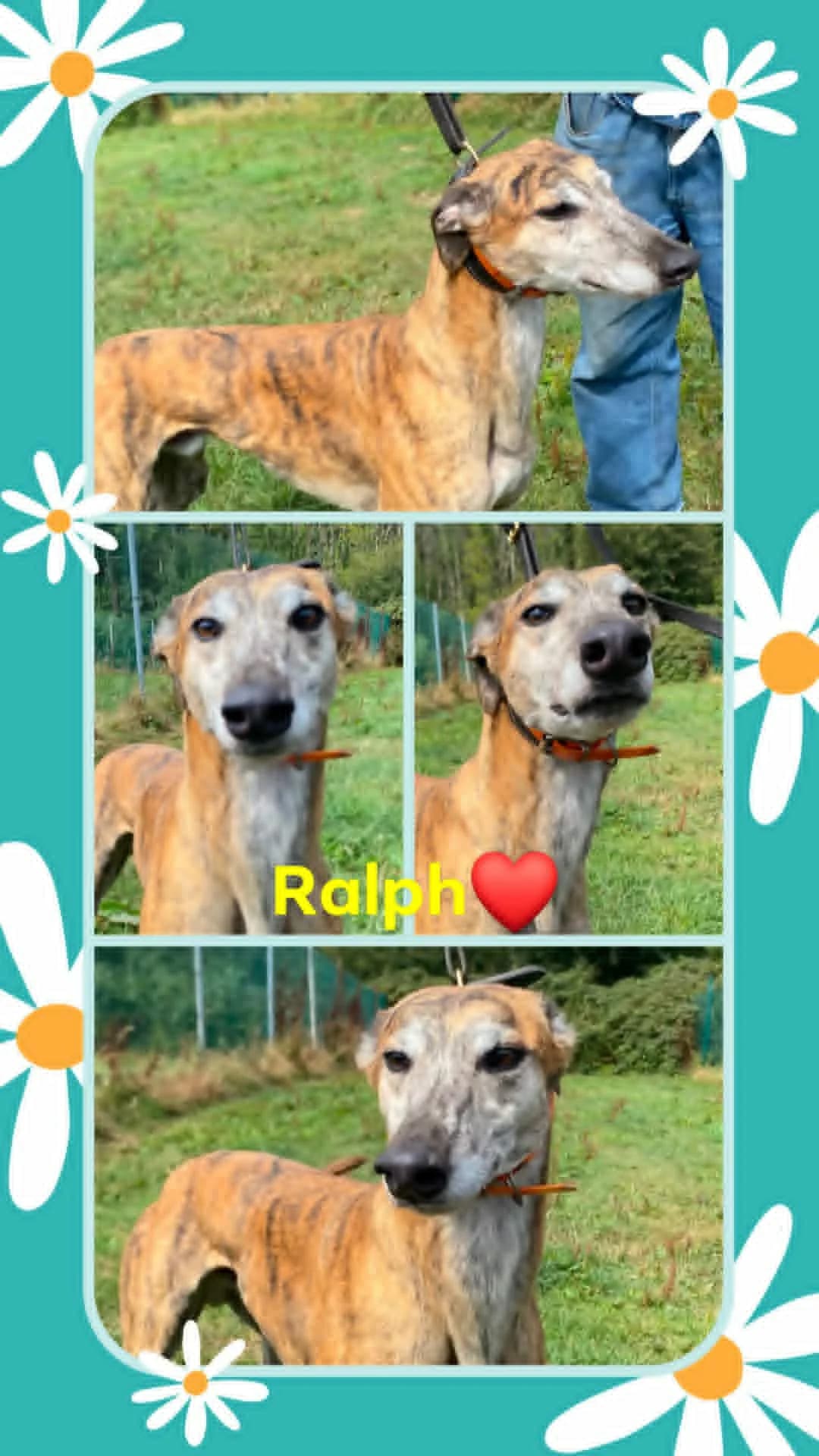 Ralph, male Greyhound for adoption at Norfolk Greyhound Rescue