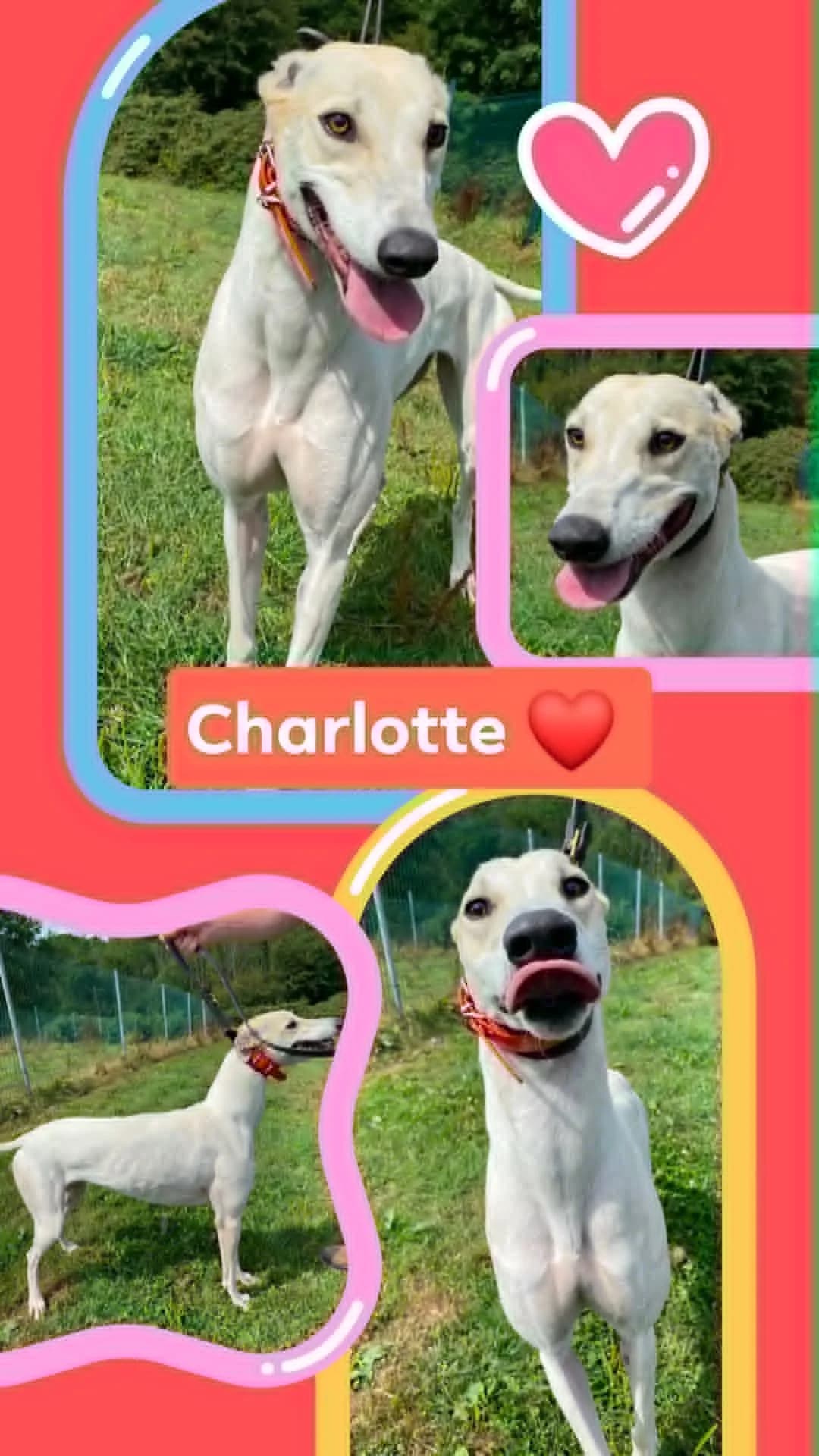 Charlotte, young Greyhound for adoption at Norfolk Greyhound Rescue