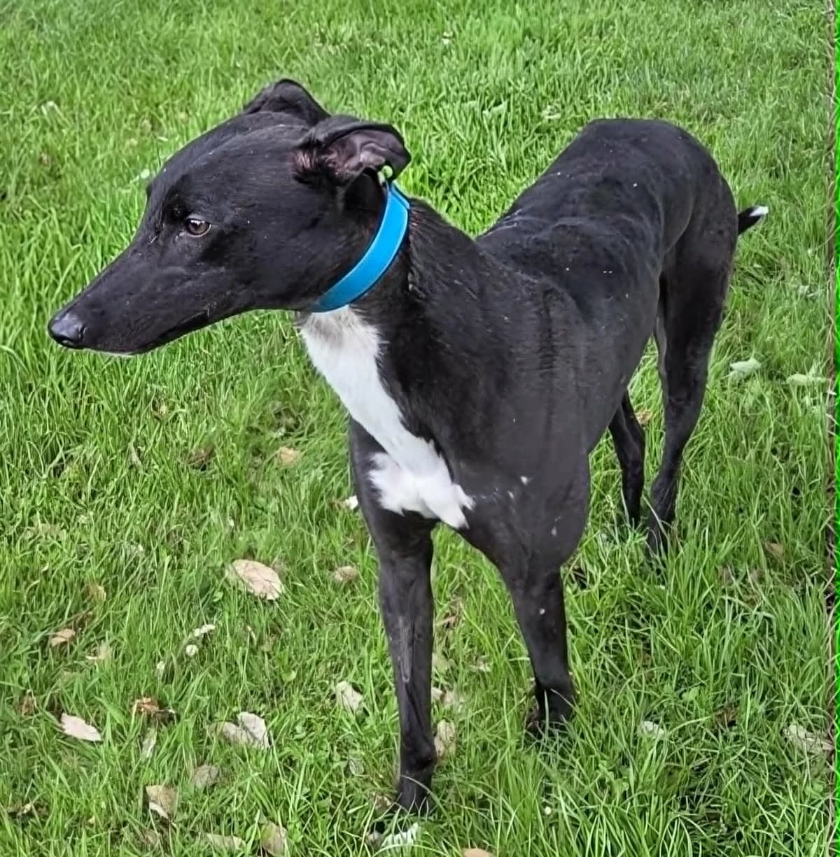 CAT FRIENDLY GREYHOUND, male puppy Greyhound for adoption at Norfolk Greyhound Rescue