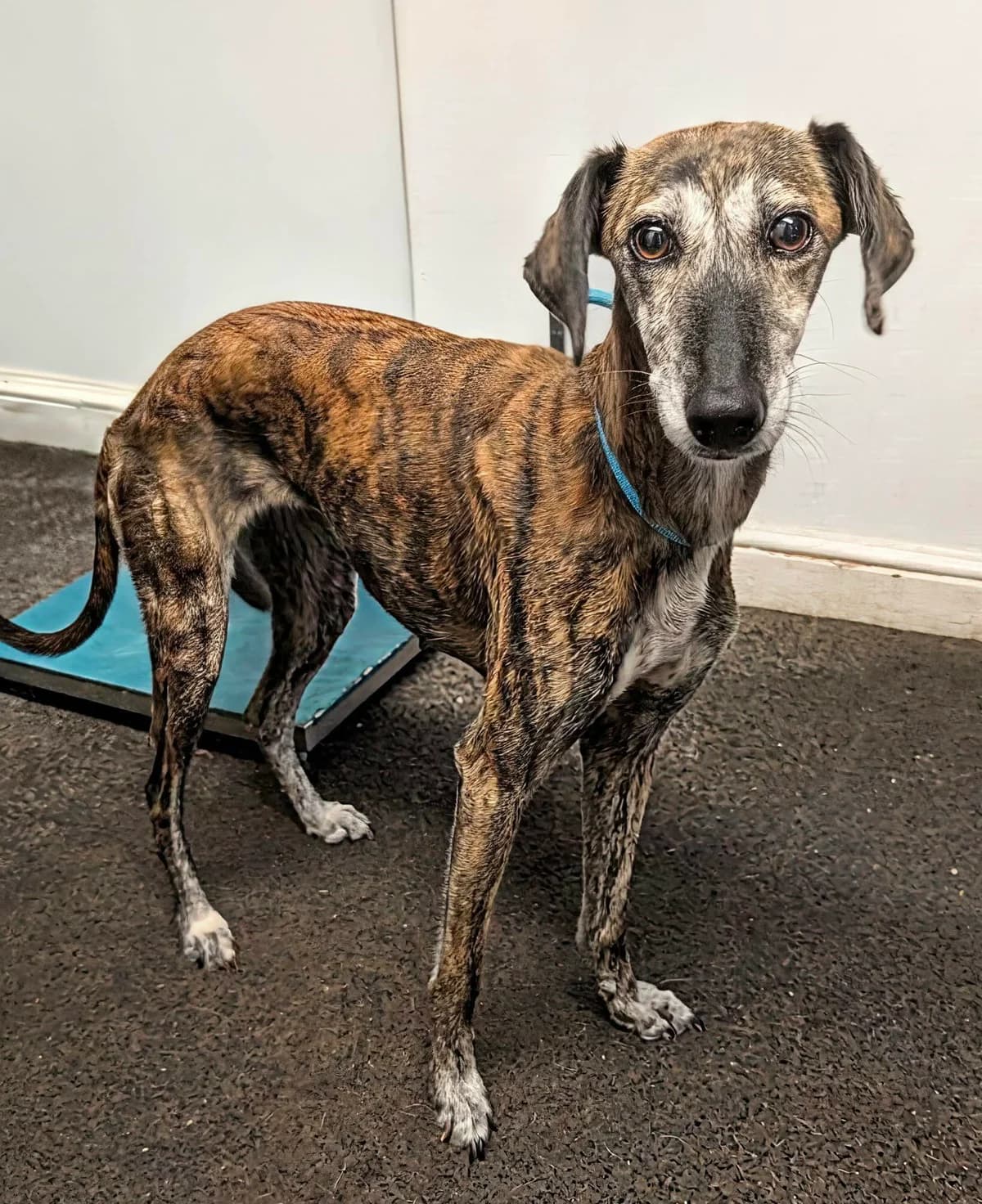 Jess, female senior Lurcher for adoption at Norfolk Greyhound Rescue