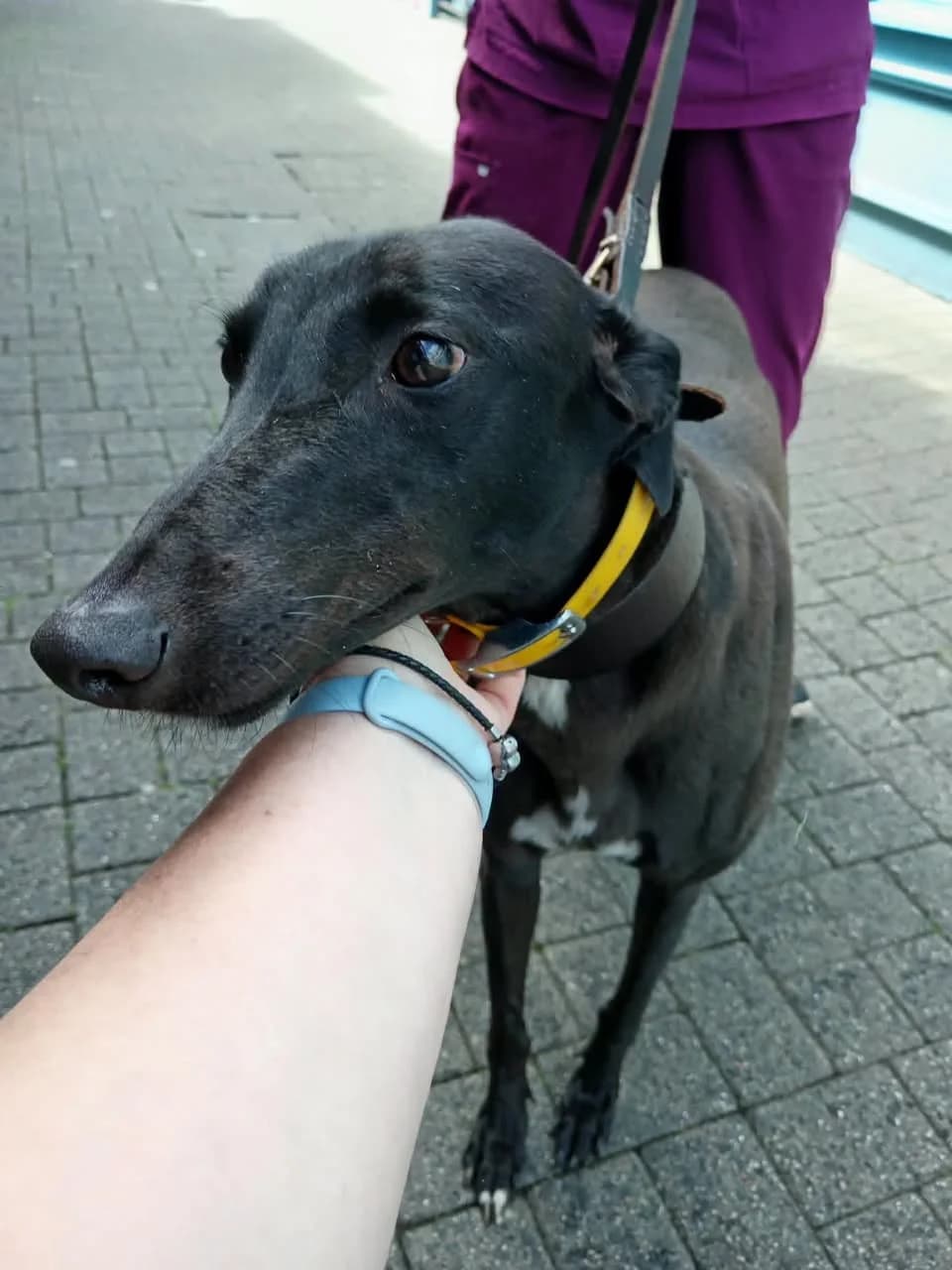 Mamie, female Greyhound for adoption at Norfolk Greyhound Rescue