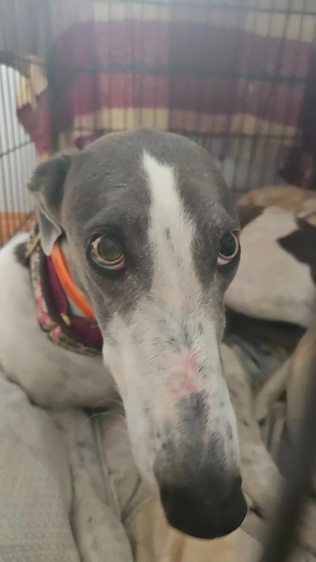 Dolly, female Greyhound for adoption at Norfolk Greyhound Rescue