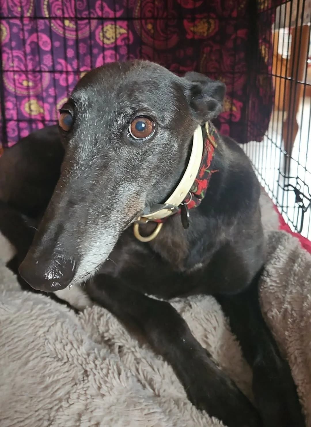 JJ, female Greyhound for adoption at Norfolk Greyhound Rescue