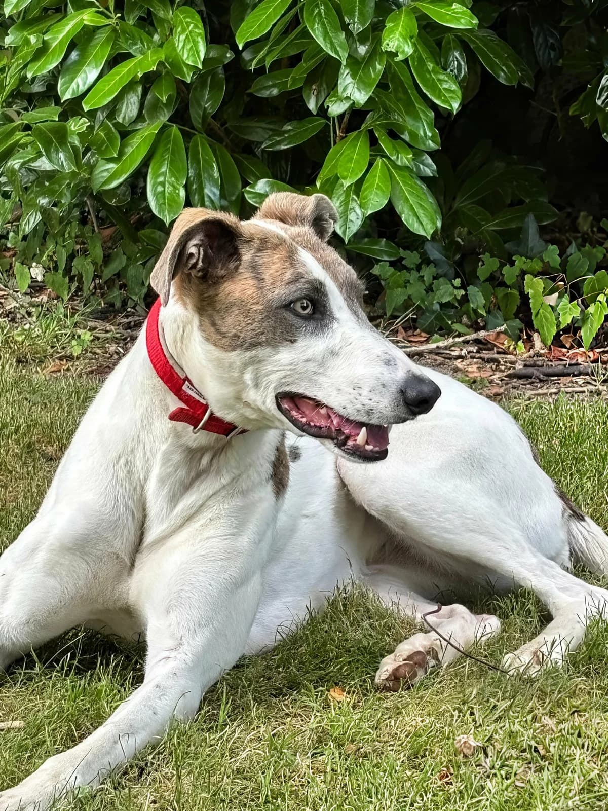 Mary in foster home already ! only 24″, female Greyhound for adoption at Norfolk Greyhound Rescue