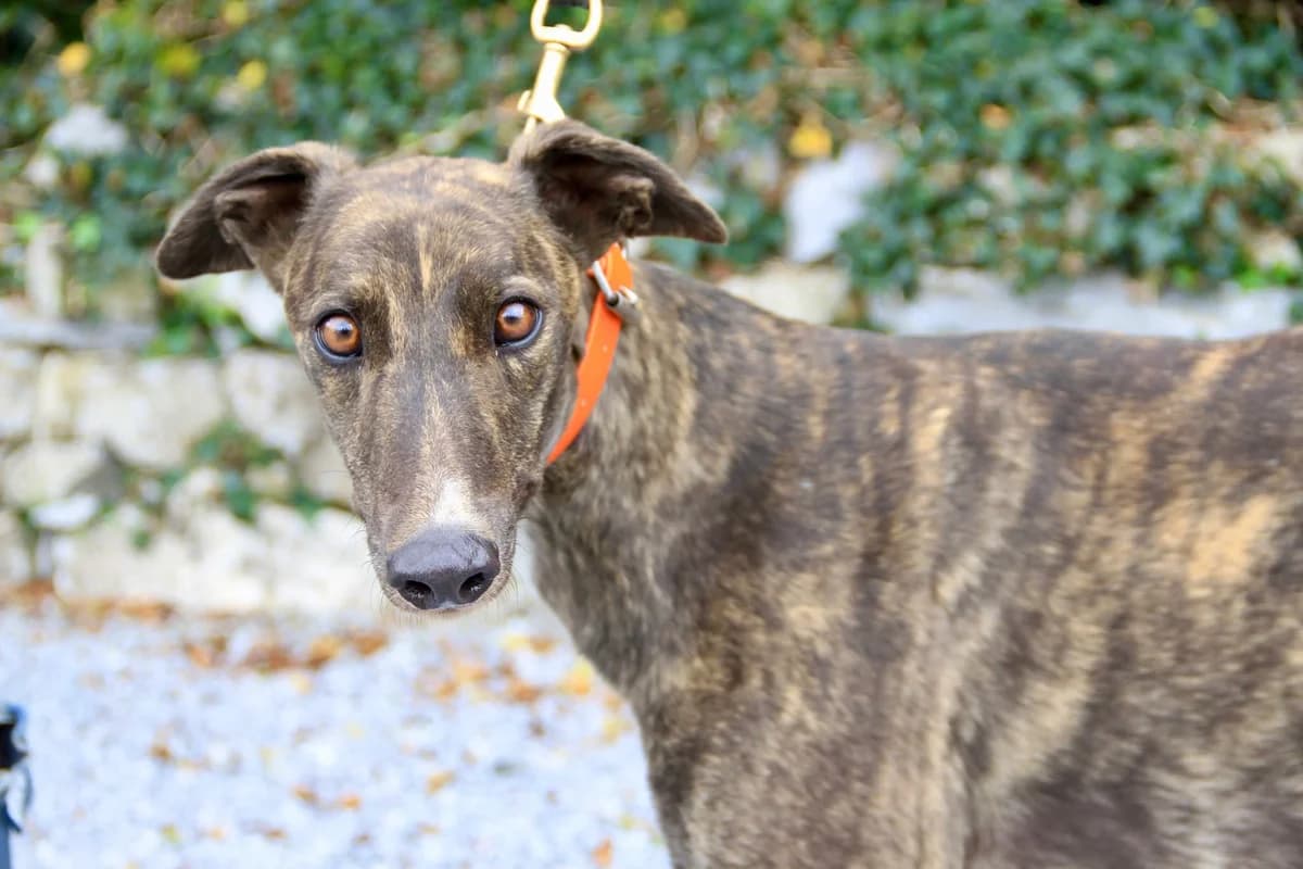 Annie, female Greyhound for adoption at Norfolk Greyhound Rescue