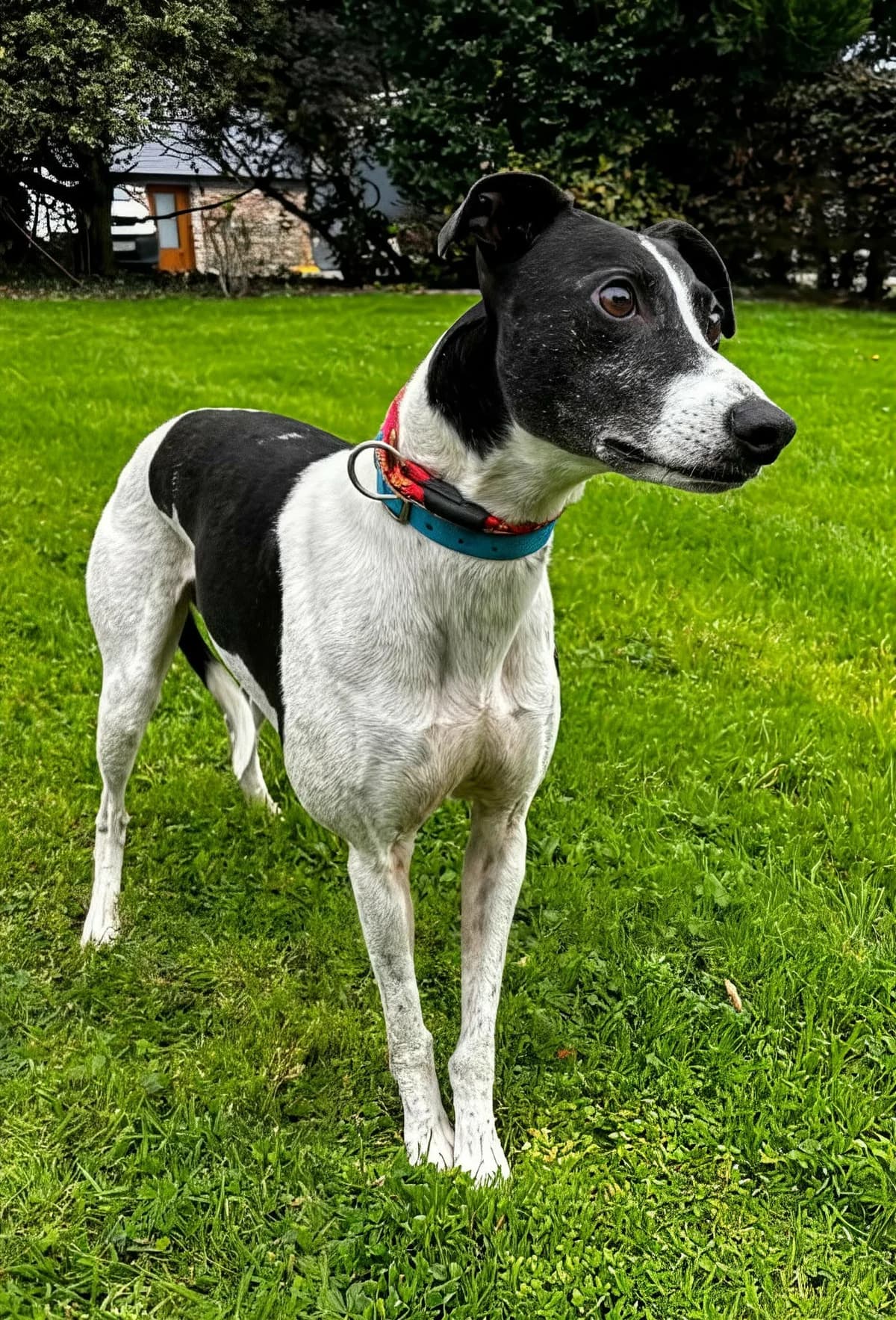 Sam, male Lurcher for adoption at Norfolk Greyhound Rescue