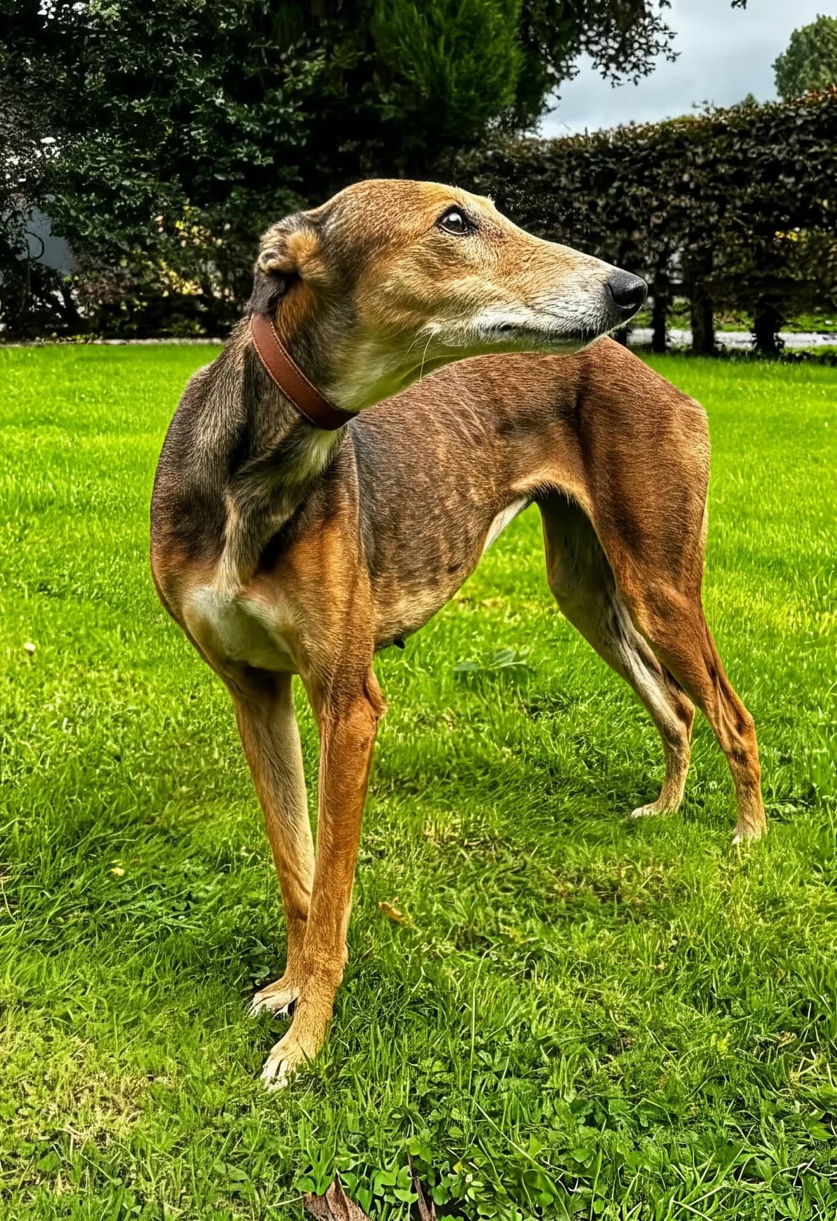 Layla, female 3yo Greyhound for adoption at Norfolk Greyhound Rescue