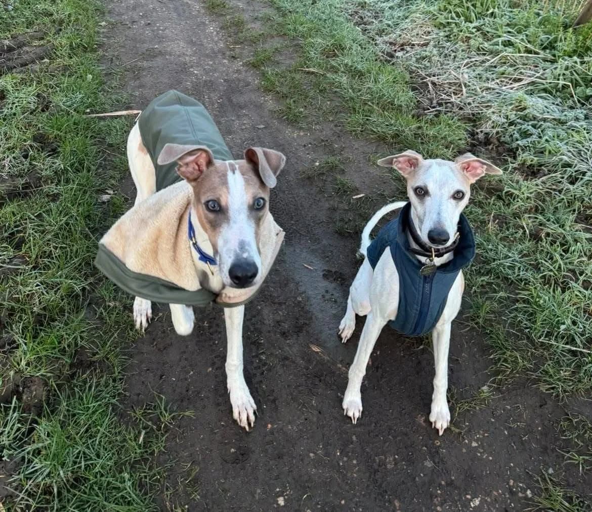 Winston, male Lurcher for adoption at Norfolk Greyhound Rescue