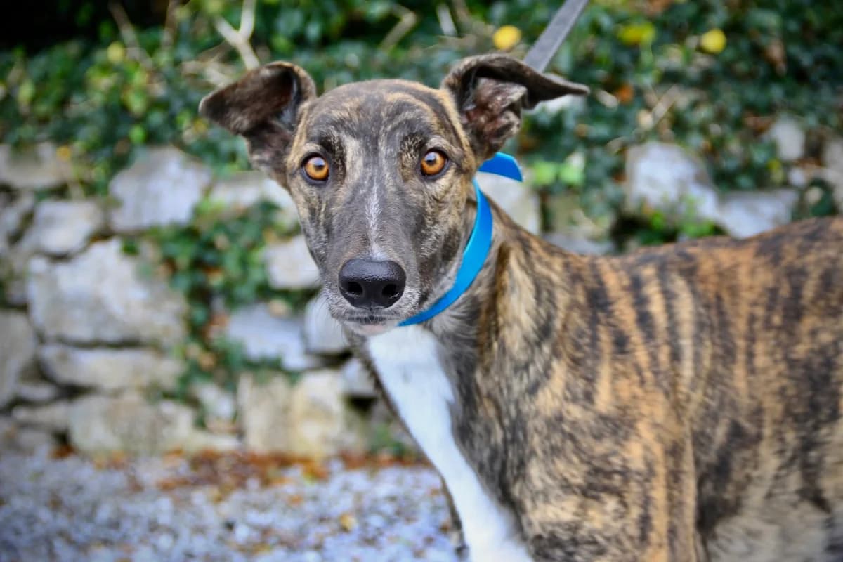 Percy, male young Greyhound for adoption at Norfolk Greyhound Rescue