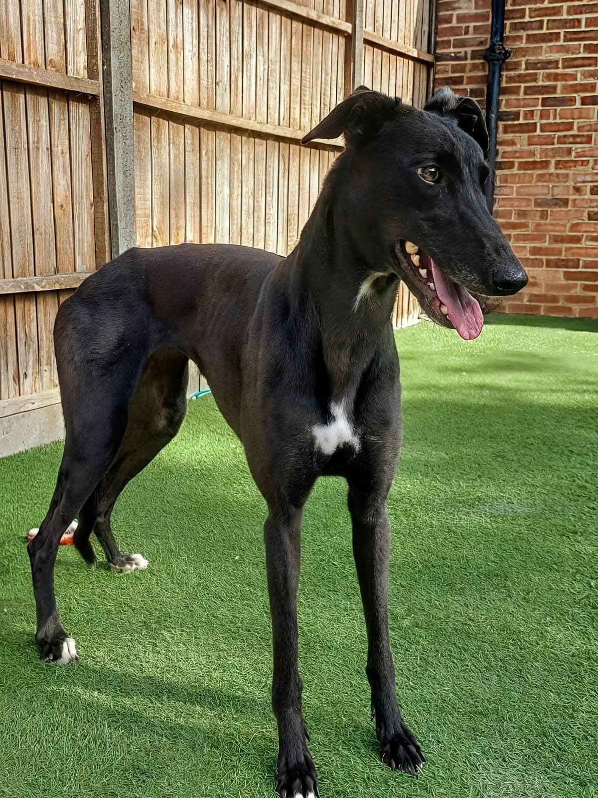 Lacey in foster at Amersham, female Greyhound for adoption at Norfolk Greyhound Rescue