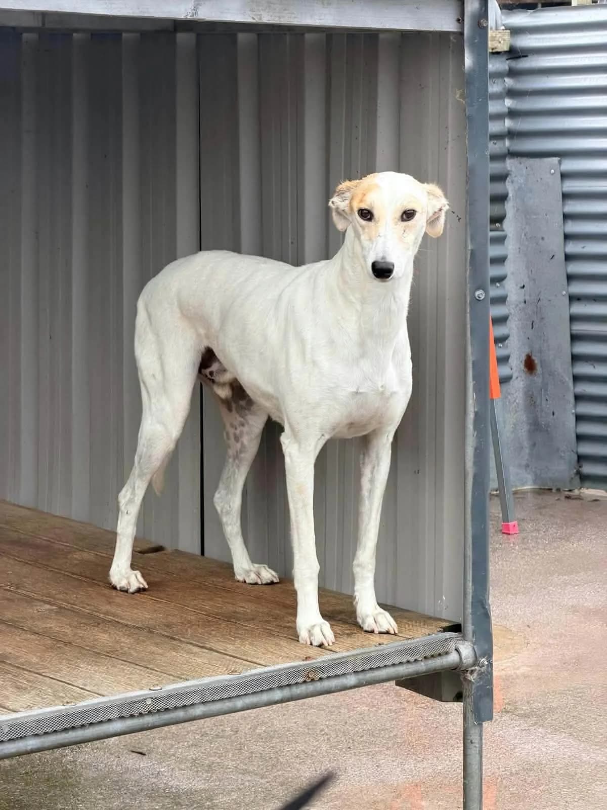 Jaffa, female young Lurcher for adoption at Norfolk Greyhound Rescue
