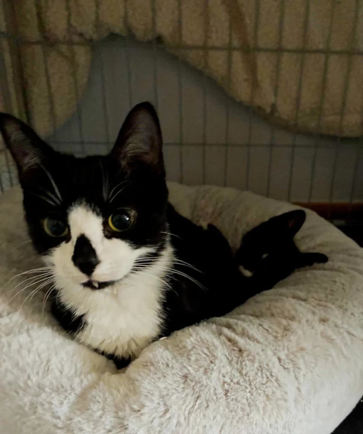 Star, female young Mixed Breed for adoption at North East Lincs Animal Rescue