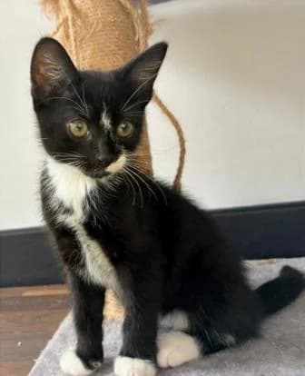 Star and Orion, male Mixed Breed for adoption at North East Lincs Animal Rescue
